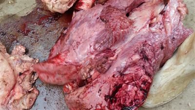 إعدام عجلين و800 كيلو لحوم، بيطري الفيوم توجه ضربة لتجار الأضاحي الفاسدة 