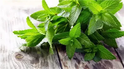 تفسير رؤية النعناع في المنام وعلاقته بالتخلص من الهموم والمشاكل 