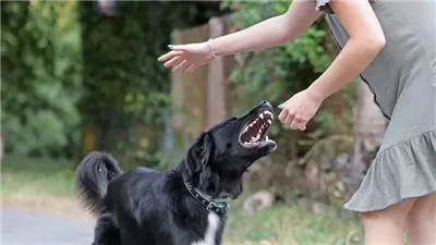 داء الكلب ما زال يقتل، والصحة العالمية تحذر: اللقاح ينقذ الحياة