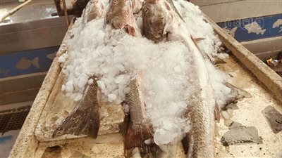 سمكة وزنها 20 كيلو، جولة في سوق السمك بالإسماعيلية (فيديو وصور)