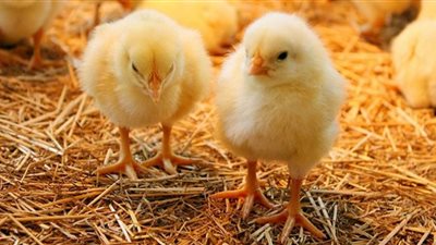 انخفاض سعر الكتكوت الأبيض قطعان 7 جنيهات واستقرار أسعار البط بالأسواق اليوم 