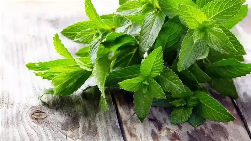 تفسير رؤية النعناع
