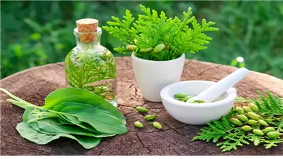  شروط بيع النباتات الطبية وفقا لقانون مزاولة مهنة الصيدلة