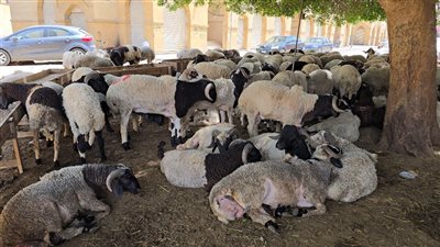 أماكن شوادر 