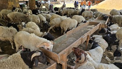 أخبار مصر اليوم، الزراعة تكشف عن 12 شرطا لاختيار الأضاحي، وأماكن شوادر التموين لبيع الخراف، مواعيد عمل المخابز خلال إجازة العيد، تصل لـ 47 درجة، حالة الطقس بالسعودية بالتزامن مع توافد الحجاج