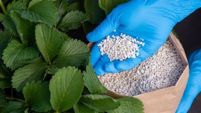باستثناء النترات المخصوص، انخفاض أسعار الأسمدة اليوم في الأسواق