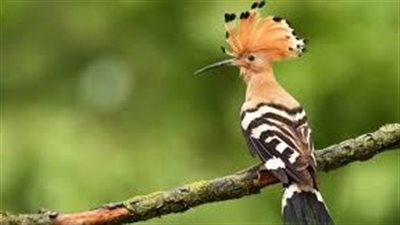 تفسير رؤية الهدهد في المنام وعلاقتها بقرب زوال الكرب والضيق