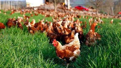 أسعار الفراخ اليوم الأربعاء 28 مايو 2025 (آخر تحديث)