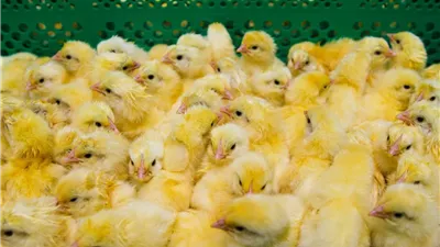 ارتفاع سعر الكتكوت الأبيض جنيهين واستقرار البط اليوم الأربعاء 28 مايو 2025