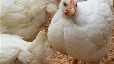 انخفاض أسعار الفراخ البيضاء اليوم الخميس 29 مايو 2025