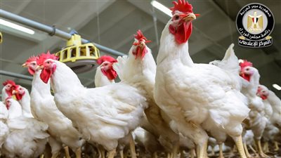 مجلس الوزراء: أوضاع مزارع الدواجن مستقرة ولا وجود لأي فيروس