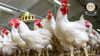 الحكومة تكشف الحقائق بشأن وباء مزارع الدواجن.. الصحة: سحبنا 3500 عينة ولم نسجل أي إصابة.. وتكثيف الترصد الروتيني للأمراض المشتركة بجميع المستشفيات