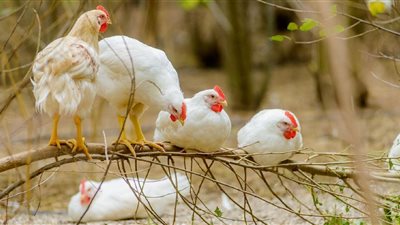 أسعار الفراخ اليوم الخميس 29 مايو 2025 (آخر تحديث)