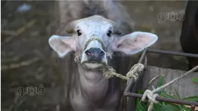 رحلة ارتفاع أسعار أضاحي العجول خلال 10 سنوات (إنفوجراف)