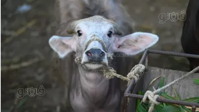 بزيادة تصل لـ 210%، رحلة ارتفاع أسعار أضاحي العجول خلال 20 عامًا