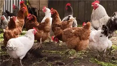  انخفاض يصل لـ 4 جنيهات في أسعار الفراخ اليوم الأحد 1 يونيو 2025