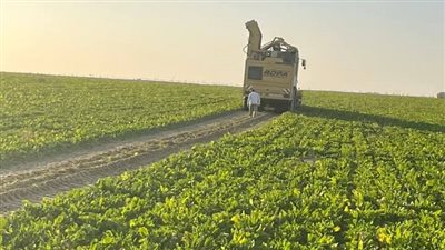 إنتاجية الفدان 35 طنا، انطلاق موسم حصاد بنجر السكر بالوادي الجديد 