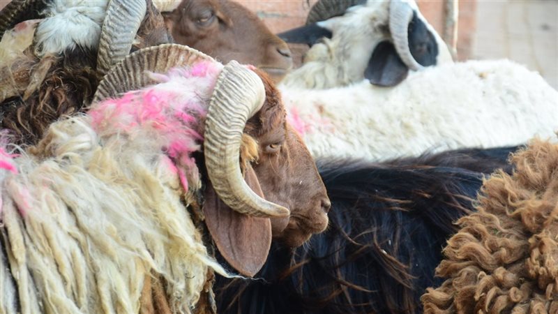 أسعار أضاحي الخرفان،