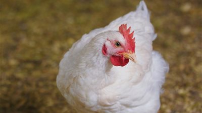 انخفاض أسعار الفراخ البيضاء اليوم الجمعة 30 مايو 2025 (آخر تحديث)