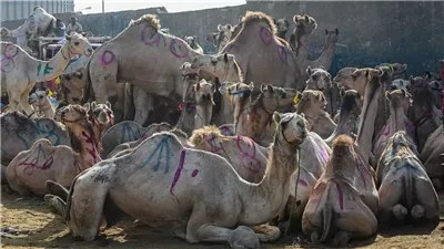 من 14 إلى 150 جنيهًا، رحلة ارتفاع أسعار أضاحي الجمال في 20 عامًا