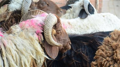 عين صافية وأرجل سليمة، 