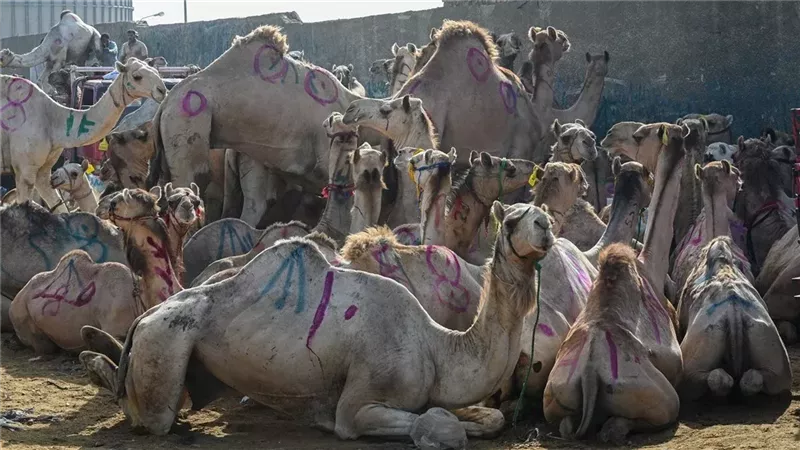 اسعار أضاحي الجمال