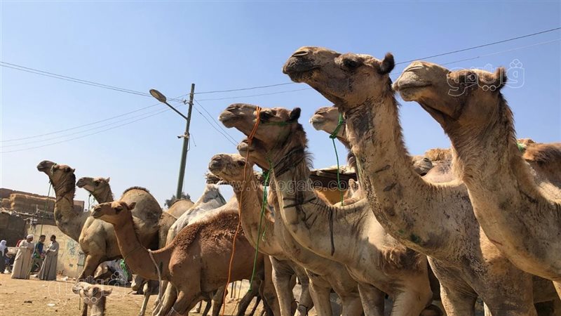 أسعار الجمال في سوق