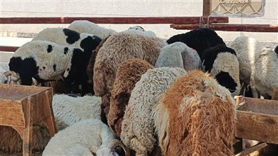 الهندية بـ210 جنيهات، التموين تطرح كميات كبيرة من اللحوم استعدادًا لعيد الأضحى (صور)