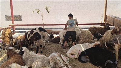 التموين تكشف مواعيد عمل منافذ البيع والمخابز خلال عيد الأضحى 