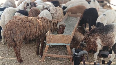 التموين: كيلو الخراف الحية بـ 225 جنيهًا و9 شوادر منتشرة بالمحافظات (صور) 