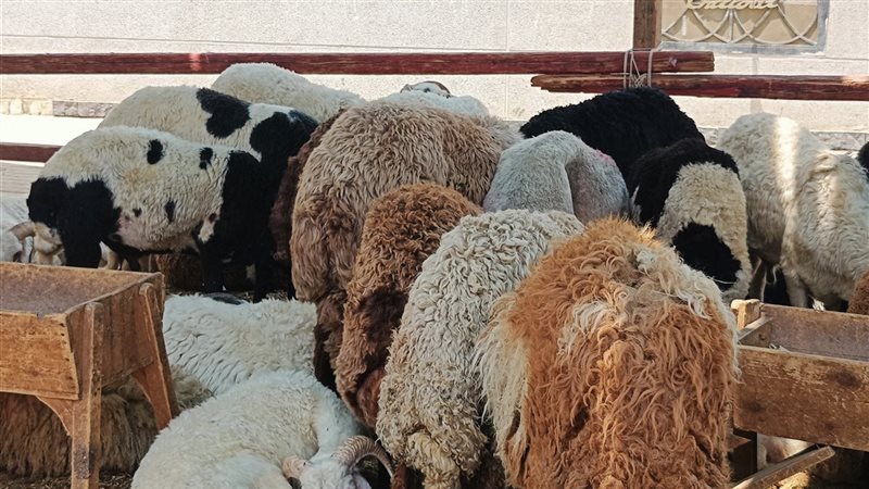 الخراف الحية بشوادر