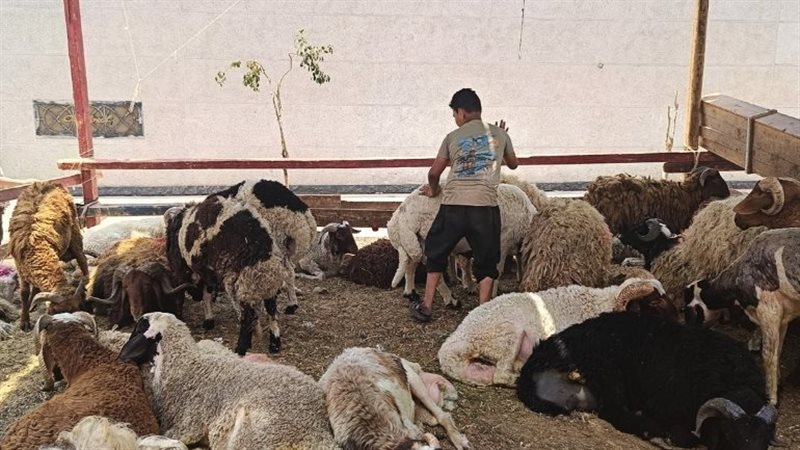 شوادر التموين