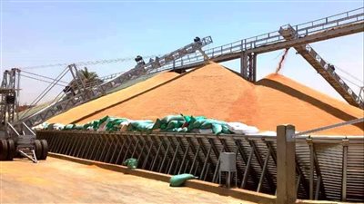 توريد 168.4 ألف طن قمح لصوامع سوهاج حتى الآن 