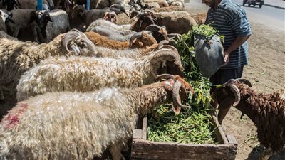 اتحاد الغرف التجارية يكشف أسعار اللحوم والأضاحي قبل العيد