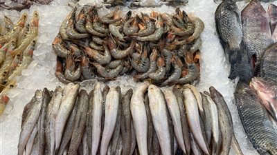  سعر السمك اليوم، البلطي يتراجع 11 جنيهًا في سوق العبور