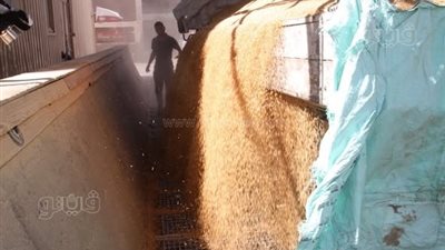 تحقيق 90 % من المستهدف، توريد 440 ألفا و25 طن قمح إلى صوامع أسوان