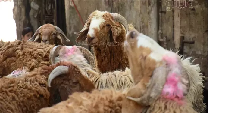  أسعار الأضاحي في