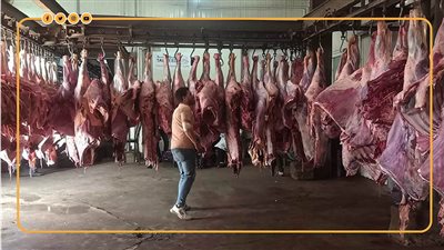 كيف تؤمن وزارة التموين احتياجات المصريين من اللحوم قبل عيد الأضحى؟ (إنفوجراف)