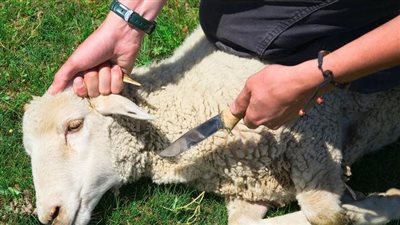 أبرزها تصويم الحيوان، بيطرى القاهرة يقدم 6 نصائح لذبح الأضاحى