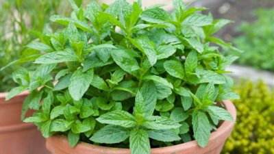 عشبة منعشة ورائحتها ذكية يجب تناولها يوميا 