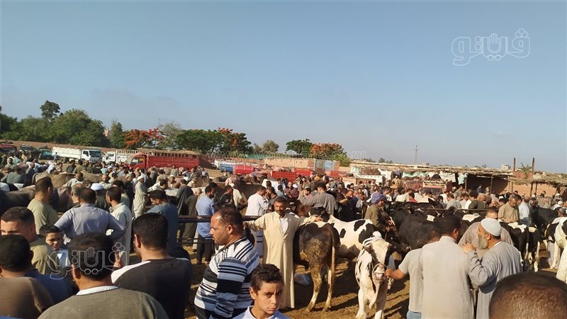 إزاي تختار الأضحية؟..