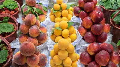 سعر الفاكهة اليوم، قفزة في البرقوق والخوخ والعنب الأحمر