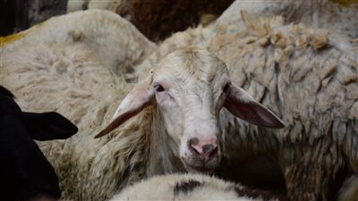 تفسير حلم شراء الخروف في المنام وعلاقته بالاستقرار المالي 