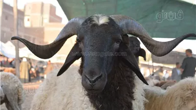 غدا آخر فرصة لشراء الأضحية، سعر الخروف البرقي يبدأ من 6 آلاف جنيه، 300 جنيه أقل أجرة للذبح، السلاسل الغذائية تقدم خدمة توصيل الأضاحي، وشيخ الجزارين يكشف الفرق بين الأنواع