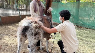 الاستعانة بخبراء دوليين وتعيين 60 مهندسا، تفاصيل آخر عمليات التطوير بحديقة حيوان الجيزة 