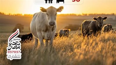 توزيع لحوم الأضاحي على 1.5 مليون مستفيد، جهود صندوق تحيا مصر لدعم الأسر الأولى بالرعاية 