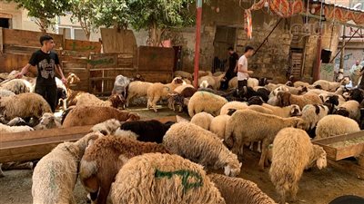  أضاحي العيد، إقبال على شوادر الخرفان رغم ارتفاع الأسعار (فيديو وصور) 