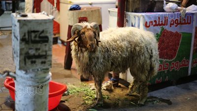 الأضاحي أمام المنازل، أهالي منطقة الزاوية الحمراء يستعدون لاستقبال عيد الأضحى (صور) 