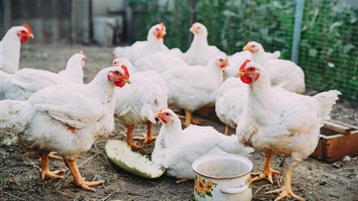  أسعار الفراخ اليوم الجمعة أول أيام عيد الأضحى