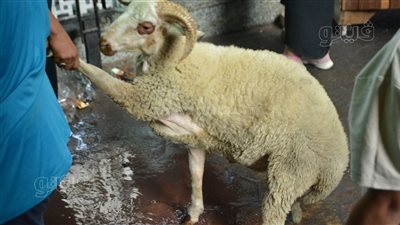 فرحة العيد في الجيزة، إقبال كبير على الجزارين لذبح الأضاحي 